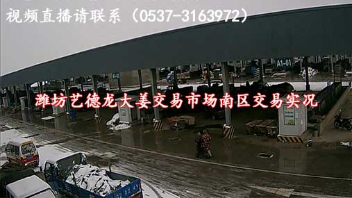 昌邑琨福生姜交易市場(chǎng)交易實(shí)況